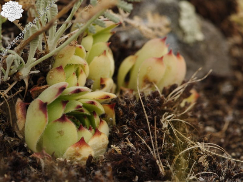 sp. from Canca kalesi