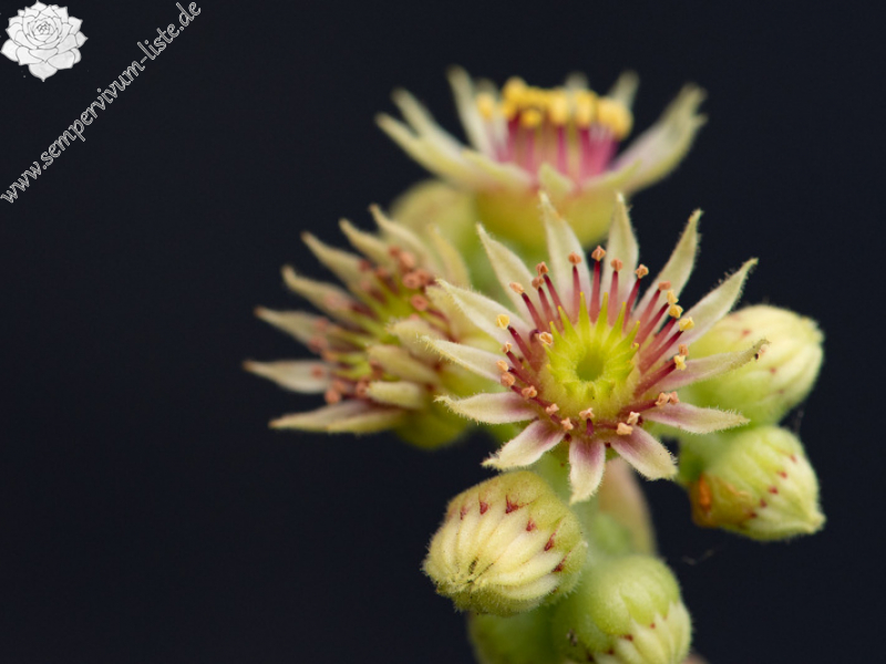 sp. from Canca kalesi