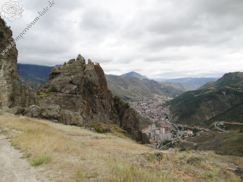 sp. from Canca kalesi