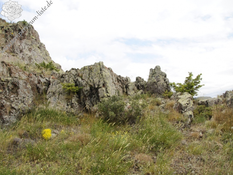 sp. from W von der Festung bei Gümüshane