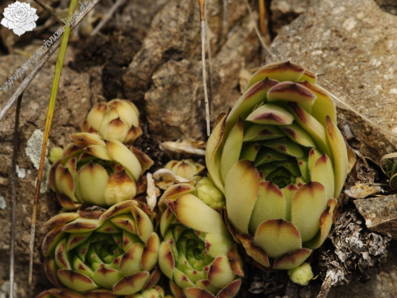 sp. from W von der Festung bei Gümüshane