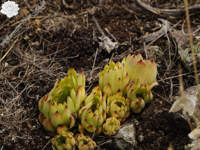 sp. from W von der Festung bei Gümüshane