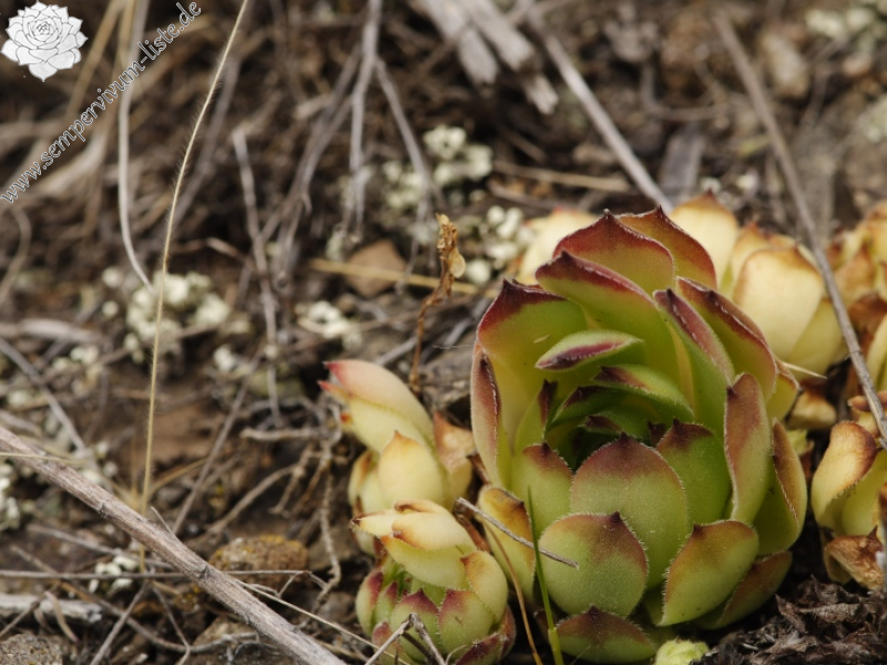 sp. from W von der Festung bei Gümüshane