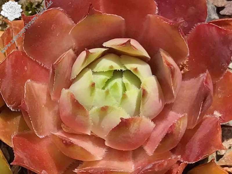 Burma Ruby