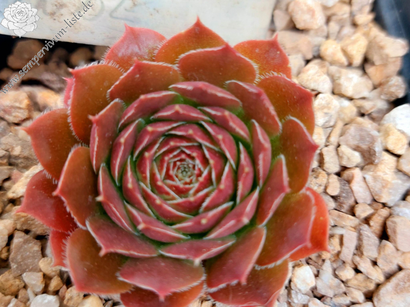 Korspelse Jorinde / Jovi