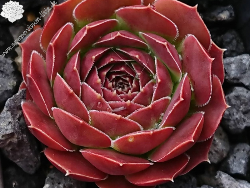 Korspelse Oliwia / Jovi (Netzfund)