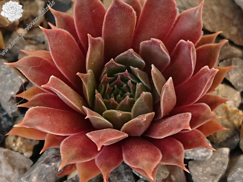 Pacific Evening Star