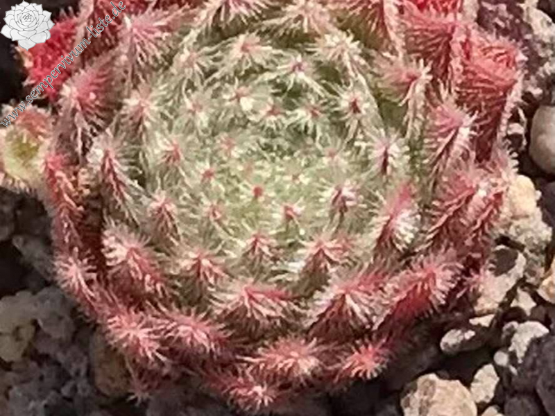 Rosa Litschi