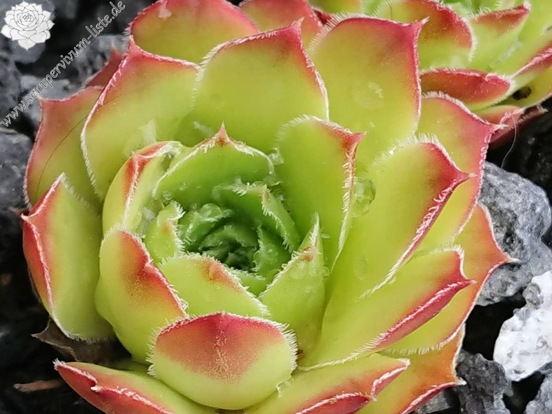 Green Sterre / Jovi (Netzfund)