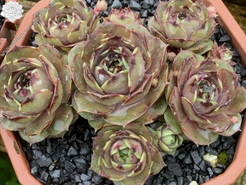 Highlight (Netzfund)