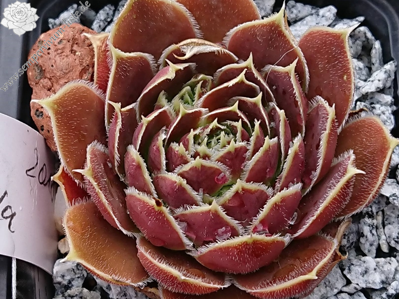 Korspelse Jildala / Jovi (Netzfund)