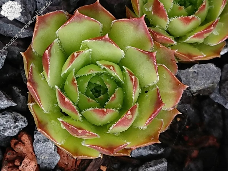 Korspelse Lyonne / Jovi (Netzfund)