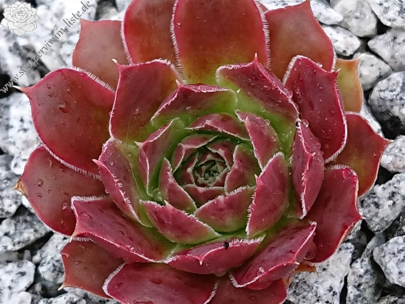 Lady Yvonne / Jovi (Netzfund)