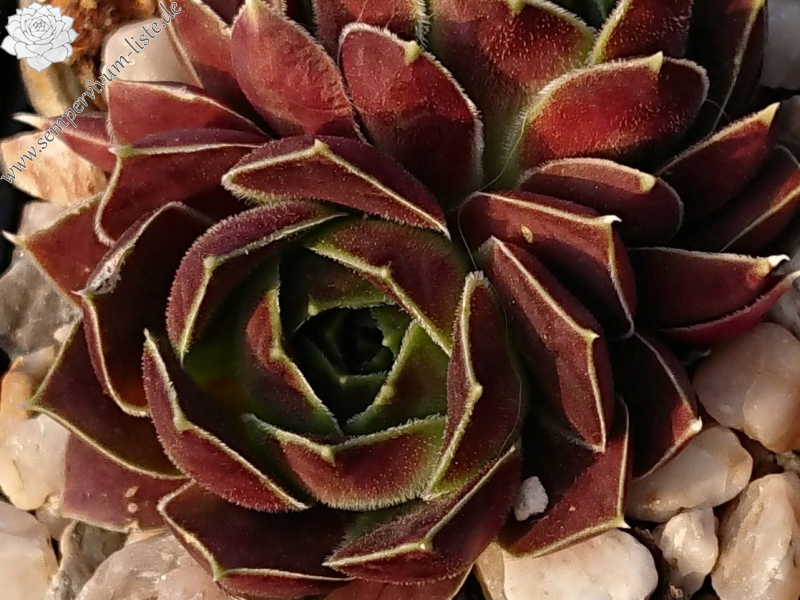 Marita