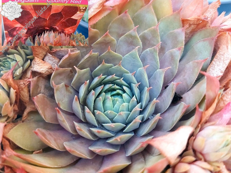 BigSam™ Country Red (NG)