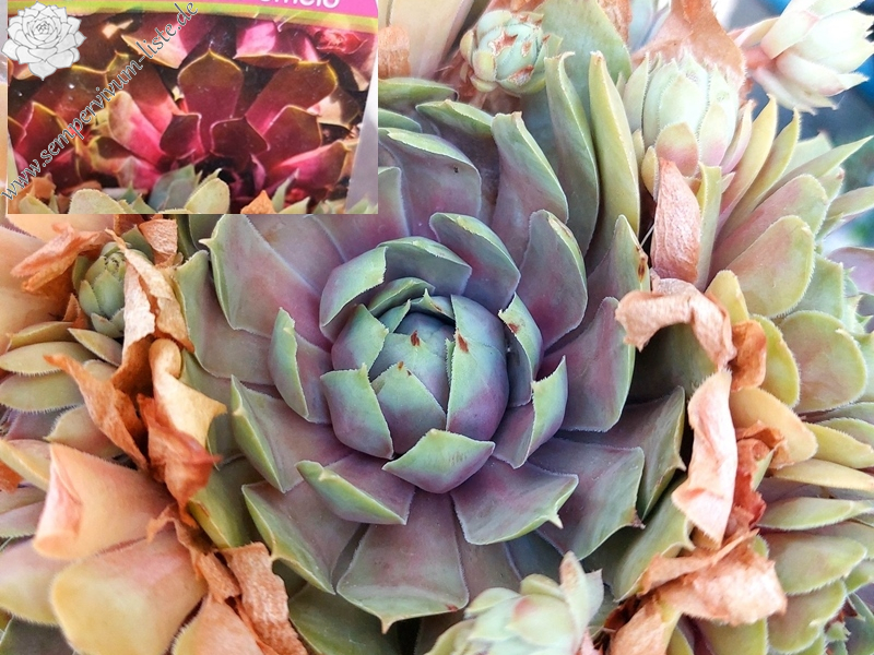 BigSam™ Pink Pomelo (NG)