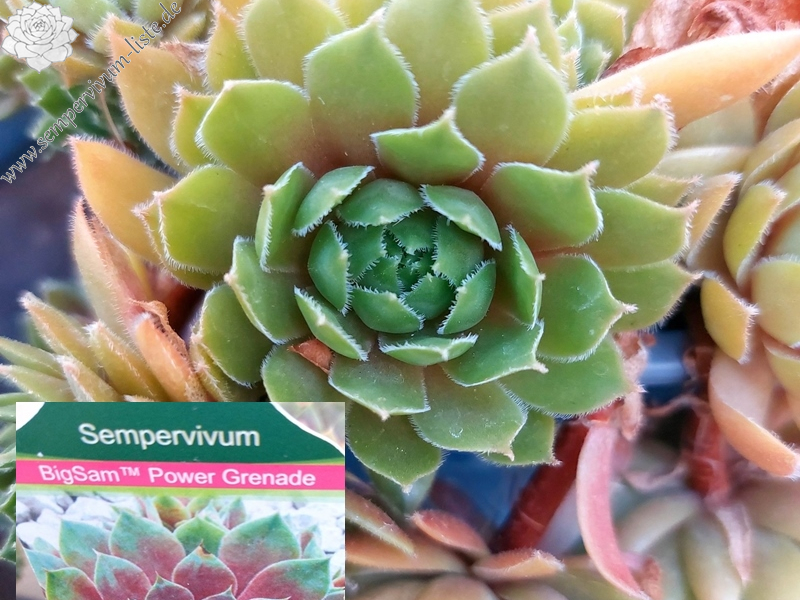 BigSam™ Power Grenade (NG)