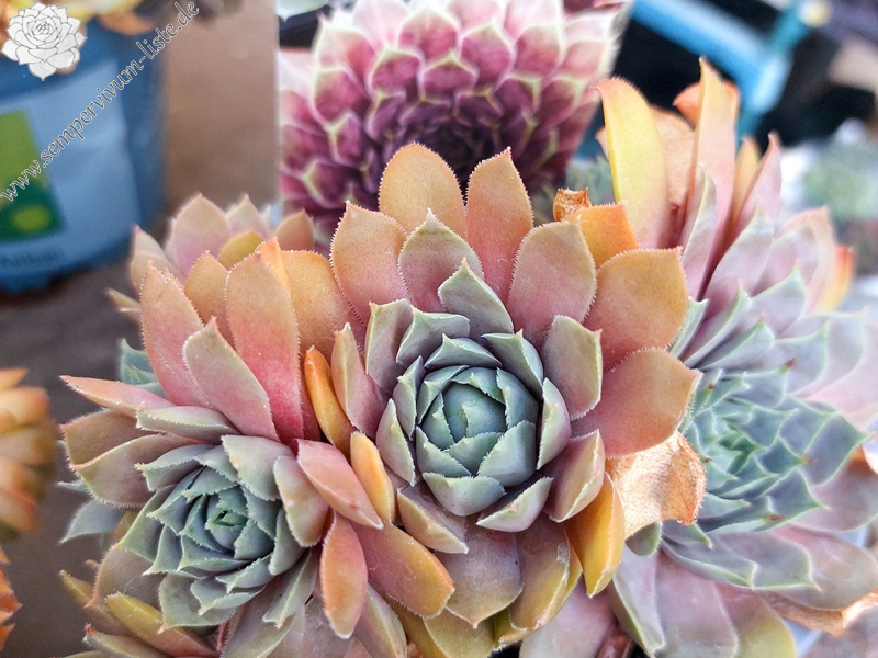 BigSam™ Purple Quartz (NG)