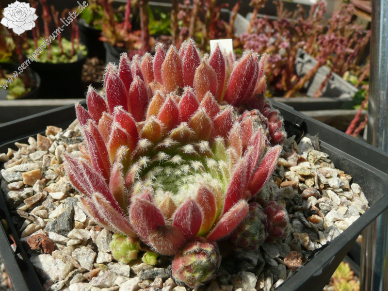 Velvet Touch