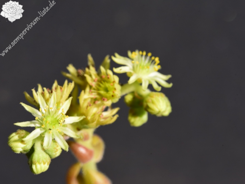 staintonii from Yusufeli, 7 km N