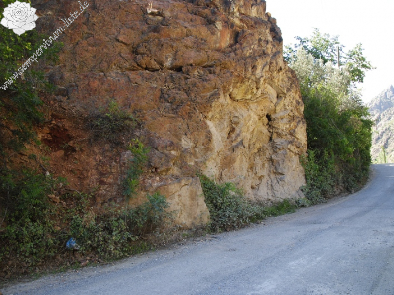 staintonii from Yusufeli, 7 km N