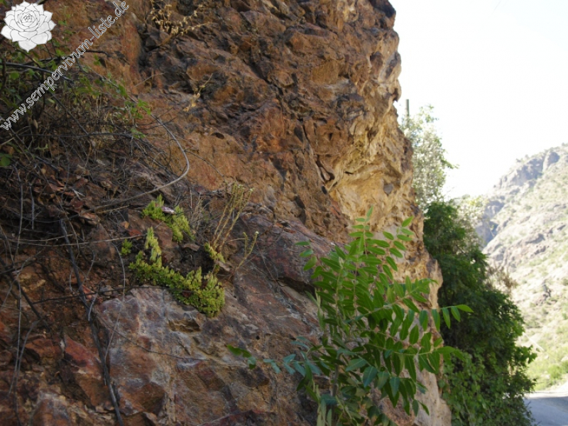 staintonii from Yusufeli, 7 km N