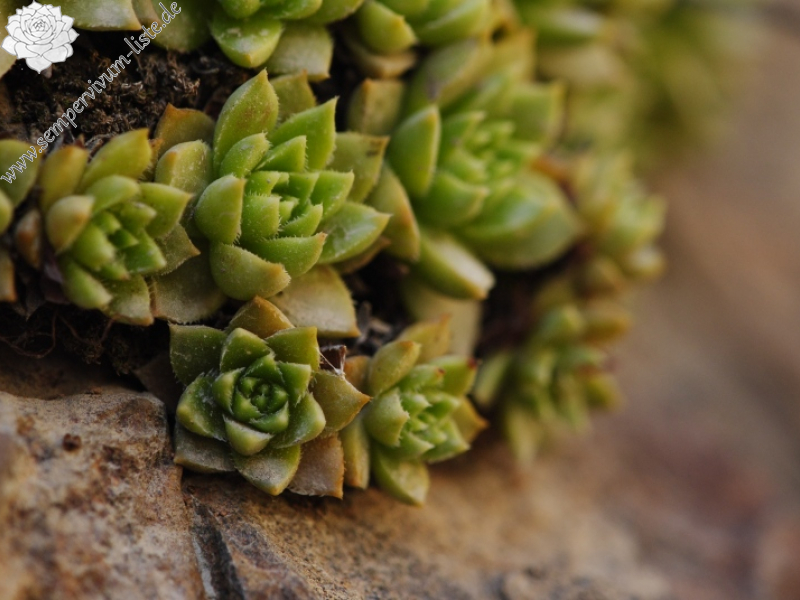staintonii from Yusufeli, 7 km N