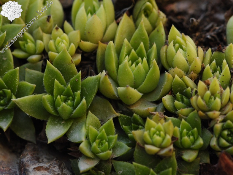 staintonii from Yusufeli, 7 km N