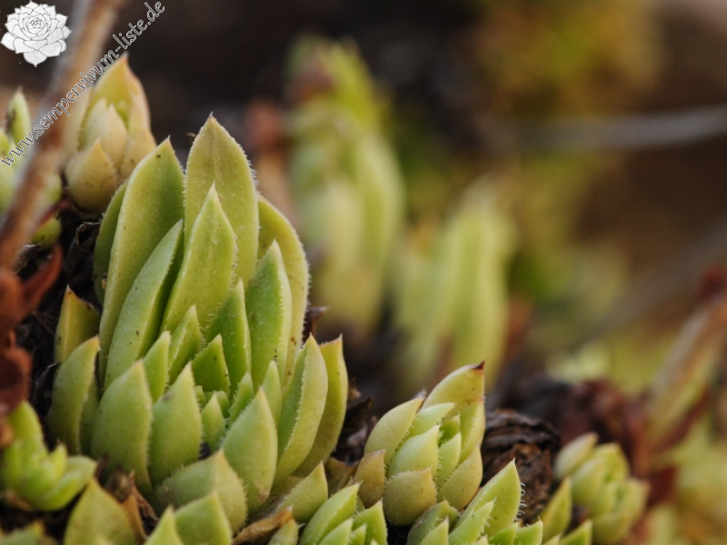 staintonii from Yusufeli, 7 km N