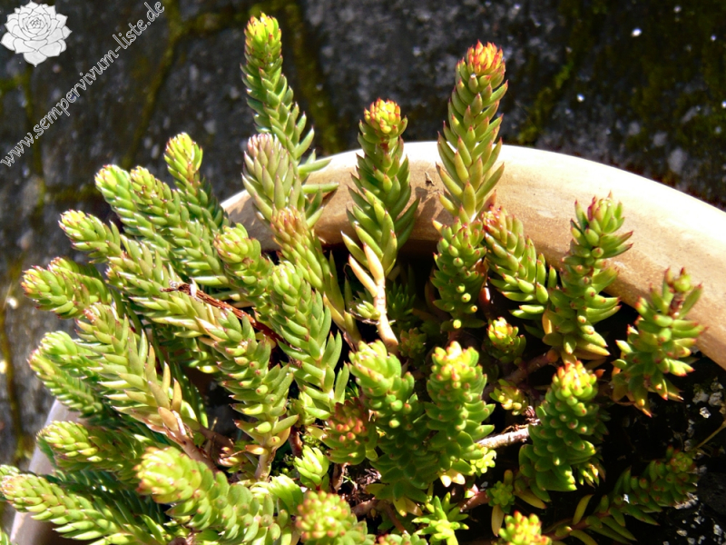 Sedum reflexum
