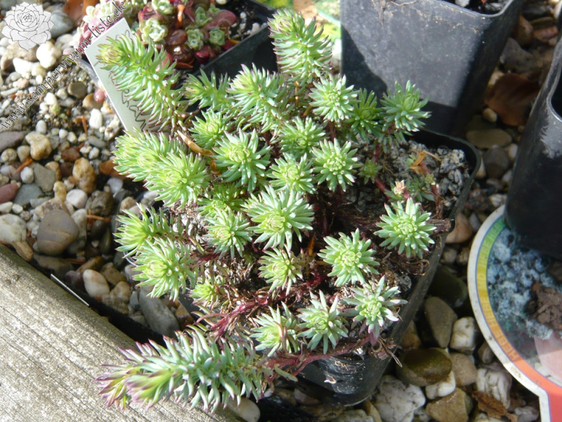 Sedum forsterianum