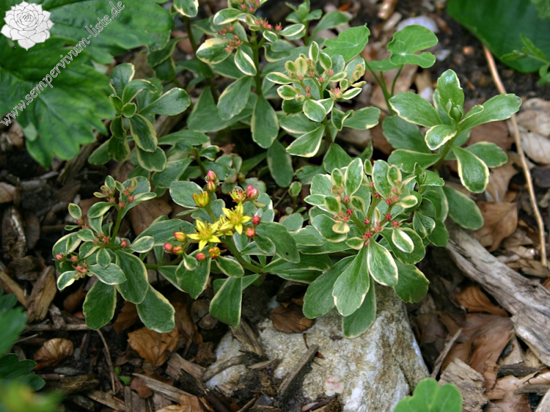 Sedum kamtschaticum 'Variegatum'