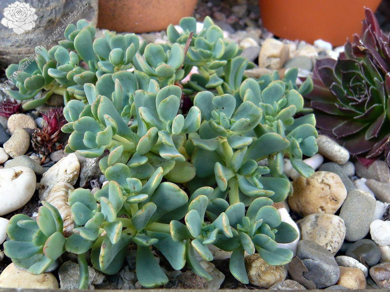Sedum obtusatum