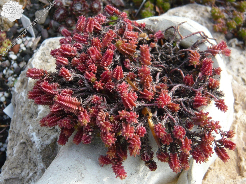 Sedum sexangulare 'Rubrum'