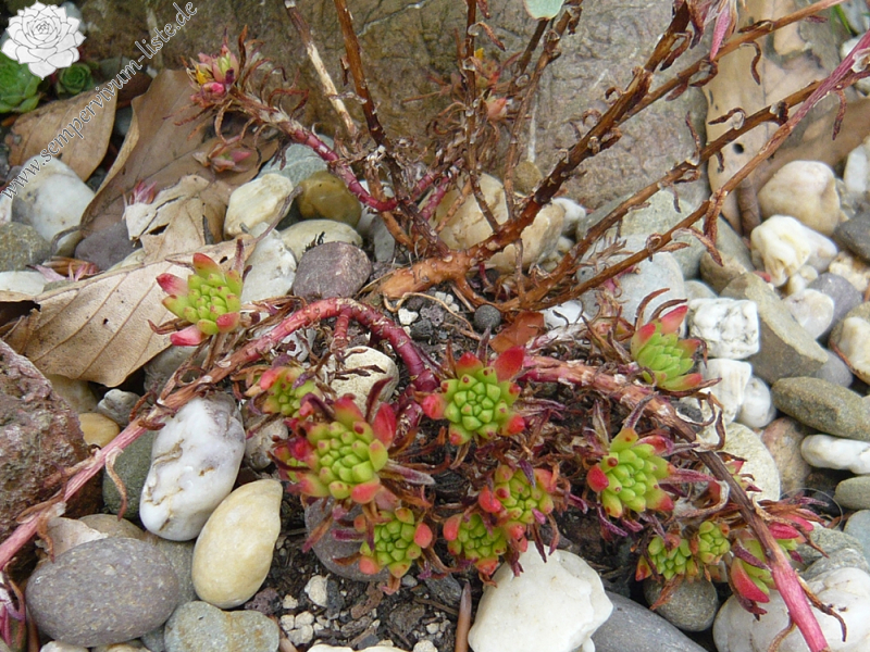 Sedum stenopetalum