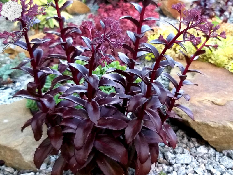 Sedum telephium 'Dark Magic'