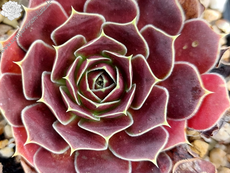 Gloire de Dijon / Jovi