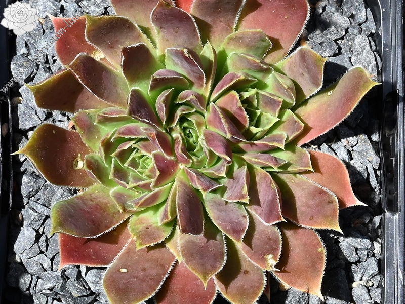 Korspelse Philoxenia / Jovi