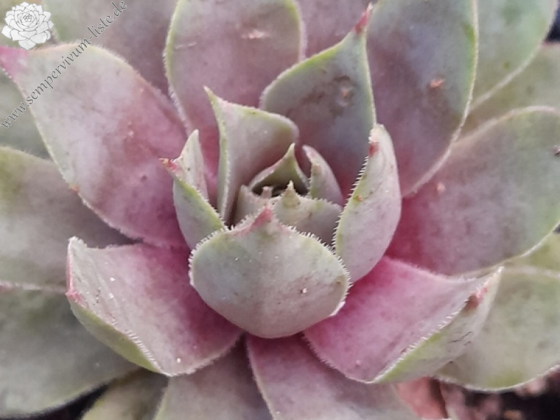 Pink Sunrise (Netzfund)