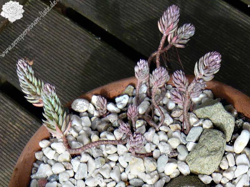 Sedum reflexum 'Oxbow'