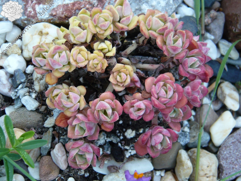 Sedum spathulifolium 'Harvest Moon'