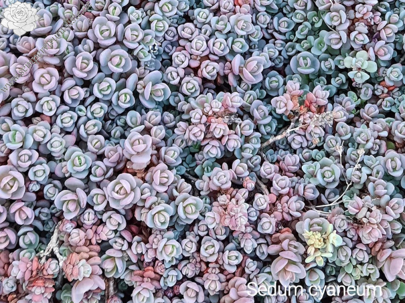 Sedum cyaneum 'Sachalin'