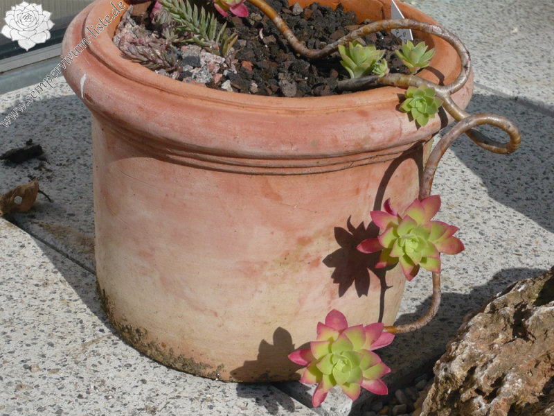 Sedum palmeri