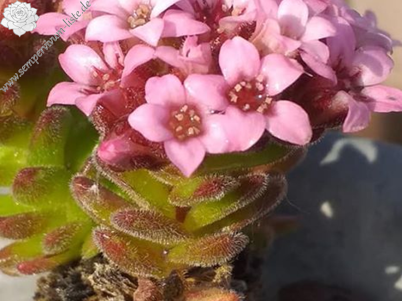 Sedum pilosum