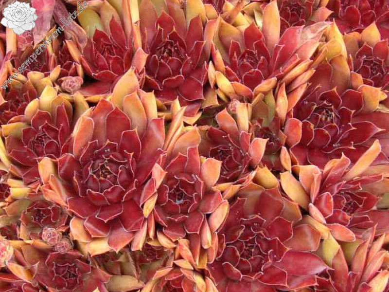 aufgenommen am 14. Juli 2021