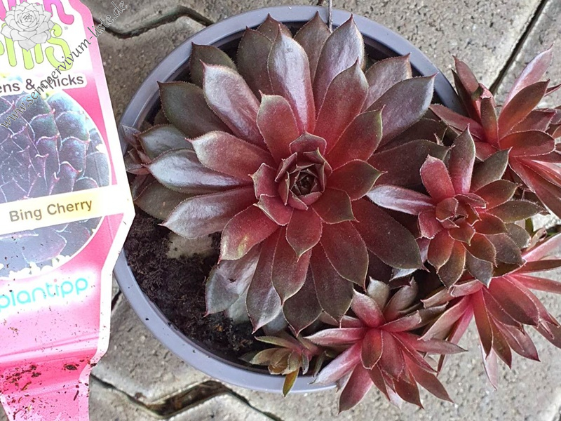 Chick Charms® Bing Cherry