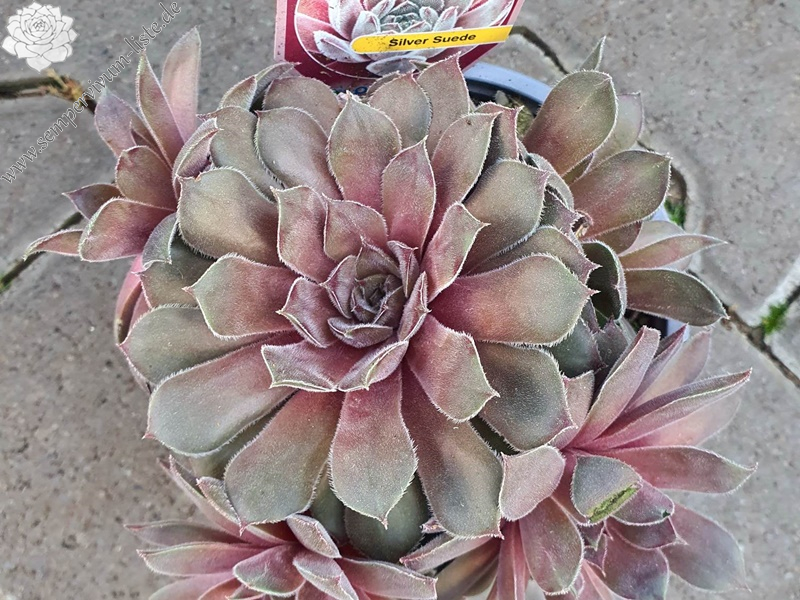 Chick Charms® Silver Suede™