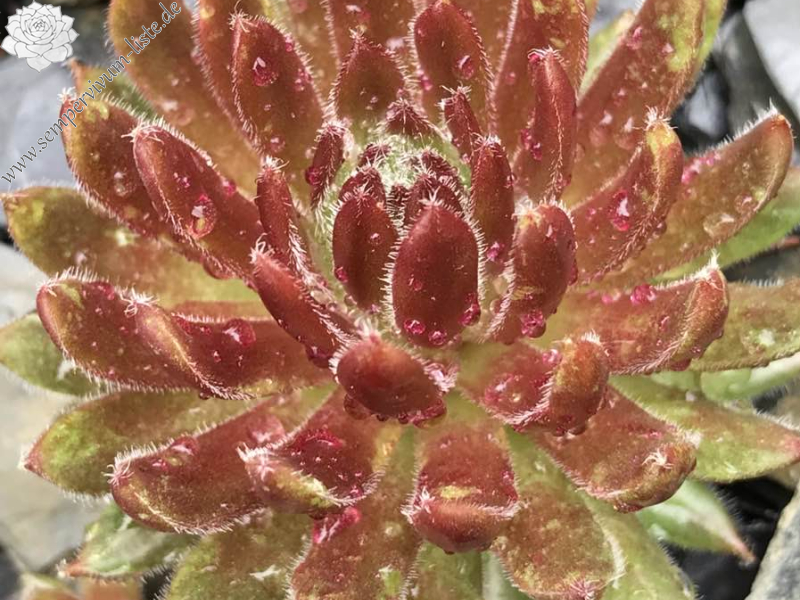 Arancio