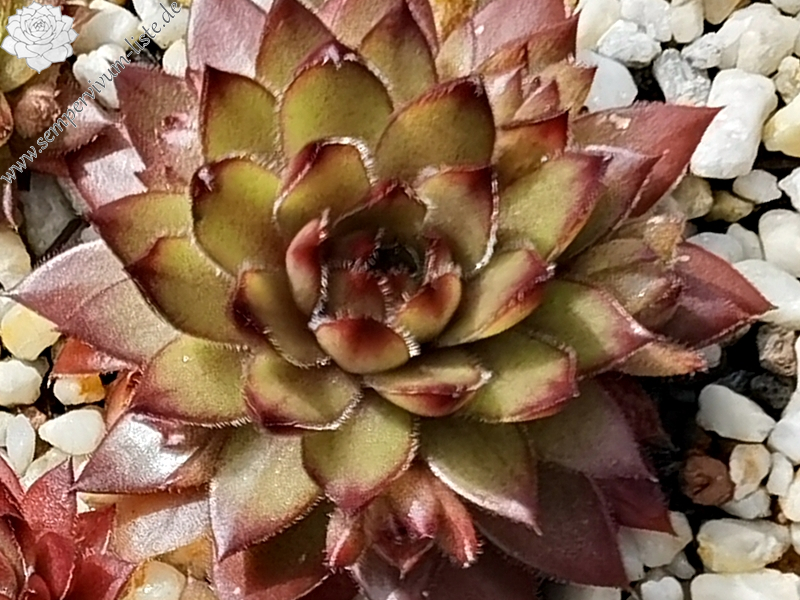 Coco de Mer