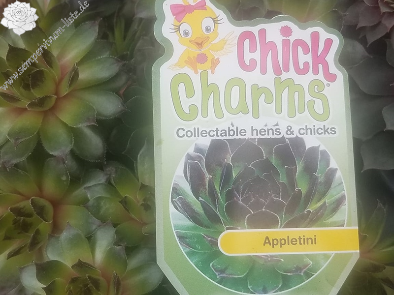 Chick Charms® Appletini™